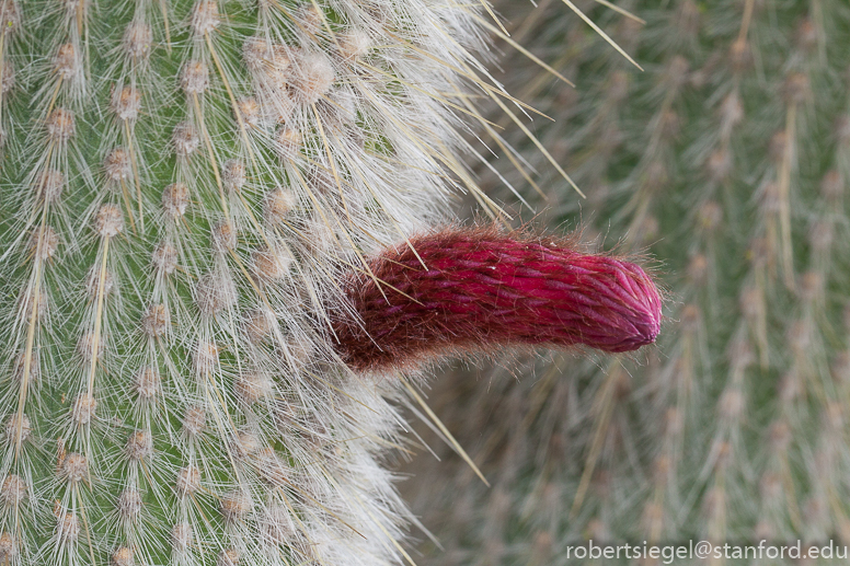 arizona garden